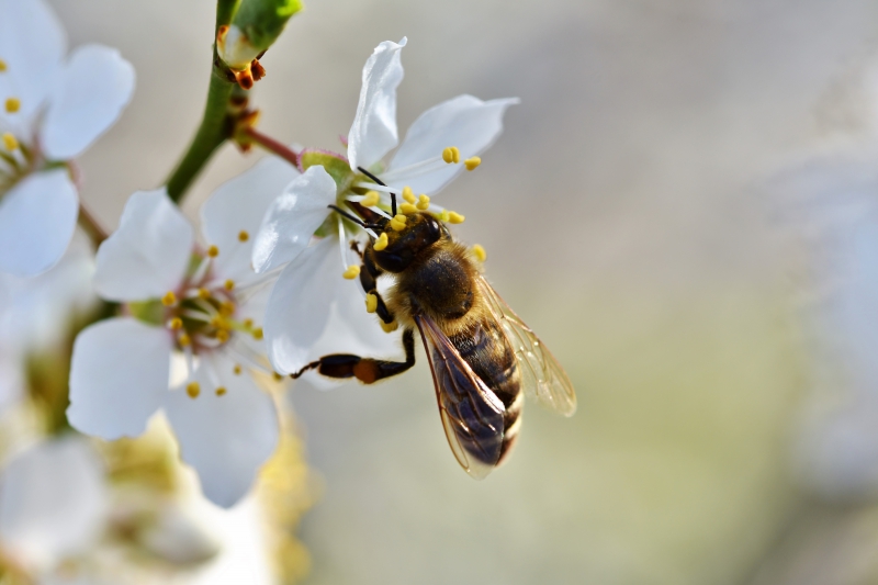 jardinerie-CHATEAUNEUF VILLEVIEILLE-min_bee-4092986